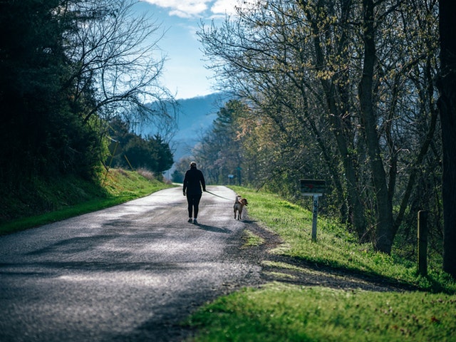Människa med hund på promenad